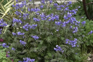 Polemonium 'Heaven Scent' 